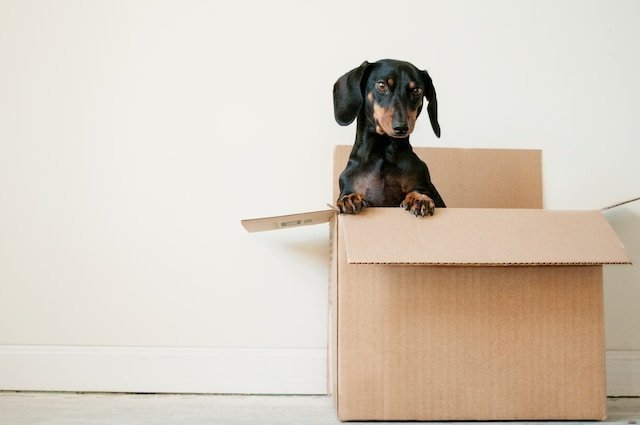 Hond in een verhuisdoos