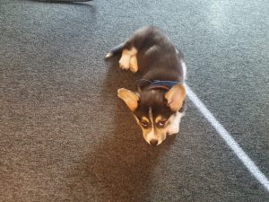 Kantoorhond Tobi